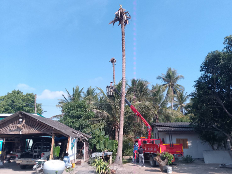 ตัดต้นมะพร้าวสูงในพื้นที่ หมู่ที่ 7 บ้านหนองเตาปูน