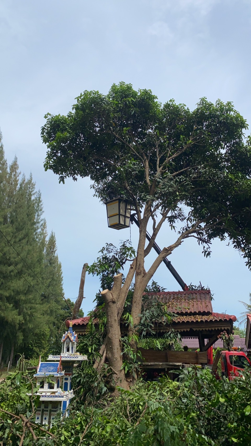 ตัดต้นไม้ หมู่ที่ 7 บ้านหนองเตาปูน