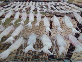 ปลาหมึกแดดเดียว